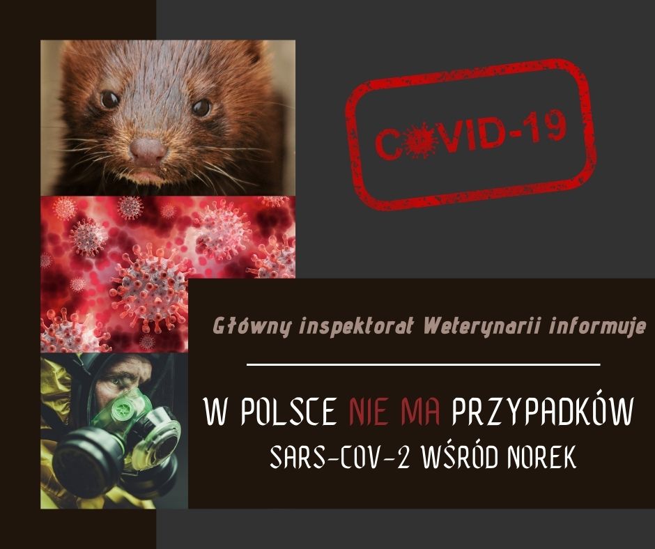 Informacja Głównego Lekarza Weterynarii w sprawi